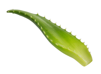 芦荟图片下载
