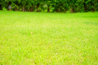 花园和草坪图片下载