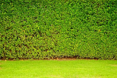 花园和草坪图片下载