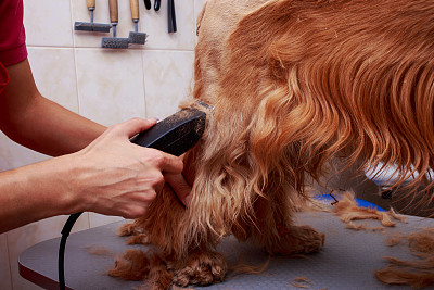 为狗梳头图片下载