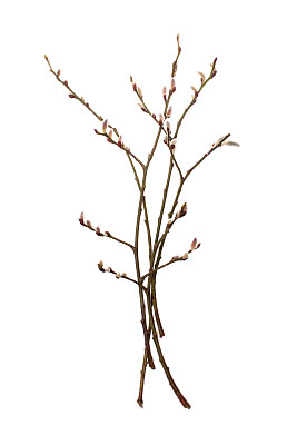 柳树，柳枝在白色的背景上孤立图片下载