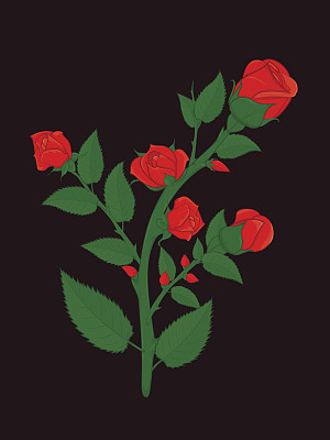 有花蕾的玫瑰花枝图片下载