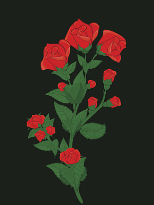 有花蕾的玫瑰花枝素材图片