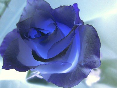 蓝色玫瑰图片下载