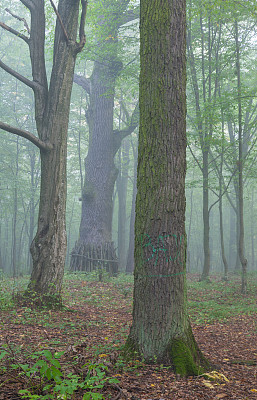 三棵薄雾中的老树图片下载