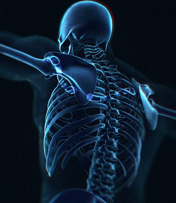 锁骨x光。人体解剖学骨骼系统，躯干，肋骨。图片下载