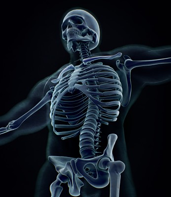 锁骨x光。人体解剖学骨骼系统，躯干，肋骨。图片下载