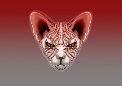 面对秃猫的孤立图片下载