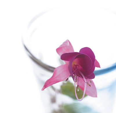 粉红Fuschia图片下载