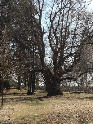 公园里的树木图片下载