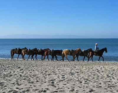 海滩上的马图片下载