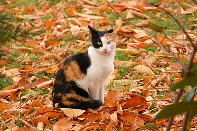 秋天的棉布图片下载