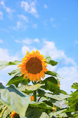 向日葵图片下载