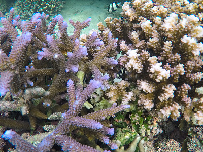 水下景观与珊瑚礁。珊瑚海底照片。海滨纹理。图片下载