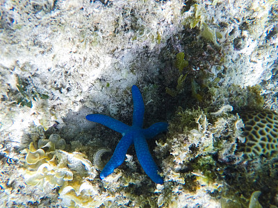 水下景观与珊瑚礁。珊瑚海底照片。海滨纹理。图片下载