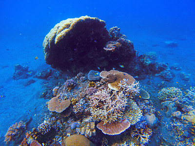 水下景观与珊瑚礁。珊瑚海底照片。海滨纹理。图片下载