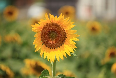 向日葵田图片下载