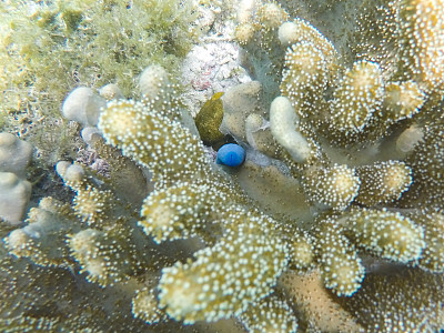 水下景观与珊瑚礁。珊瑚海底照片。海滨纹理。图片下载