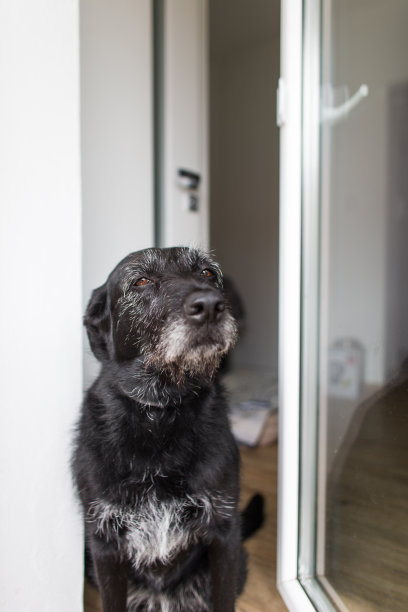 可爱的黑狗回家了，等待着图片下载