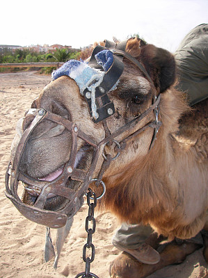 阿拉伯骆驼图片下载