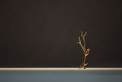 一棵死的骆驼刺树图片下载