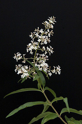 维文;利皮;西克罗多拉图片下载