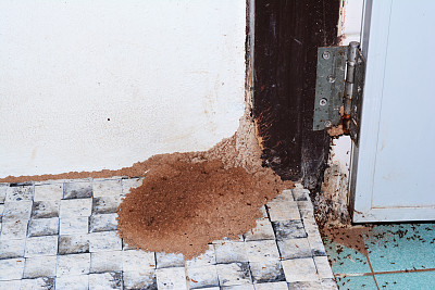 白蚁攻击家园图片下载