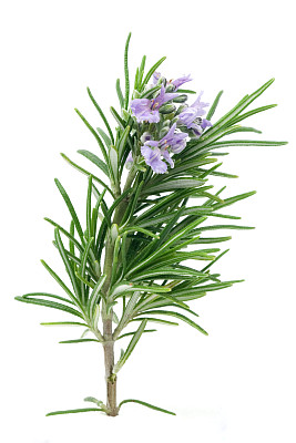 迷迭香图片下载