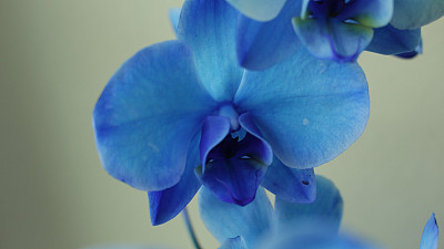 蓝色的兰花图片下载