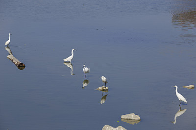 大白鹭图片下载
