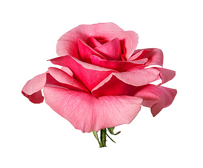 玫瑰孤立在白色上图片下载