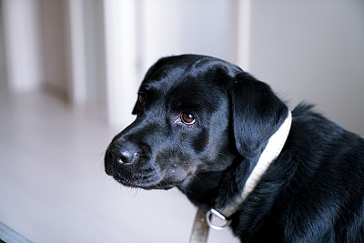 可爱的黑狗脸图片下载