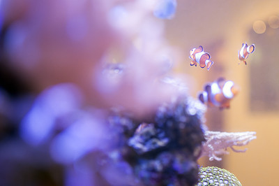 海底水族馆里的小丑鱼图片下载