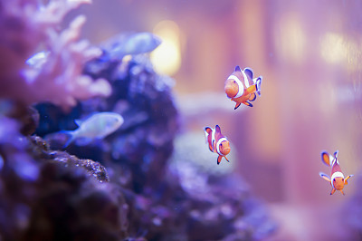 海底水族馆里的小丑鱼图片下载