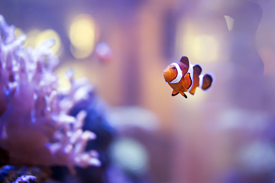 海底水族馆里的小丑鱼图片下载