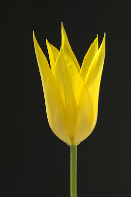 百合盛开;郁金香图片下载