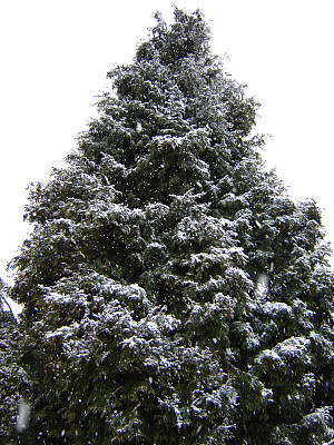 树在降雪图片下载