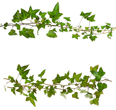 孤立在白色背景上的绿叶常春藤的小枝图片下载