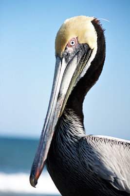 褐鹈鹕肖像图片下载