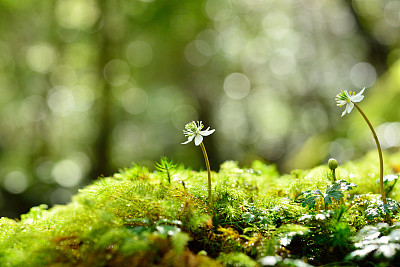 苔藓和花卉宏图片下载