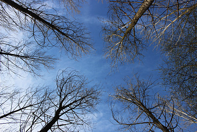 四棵树图片下载