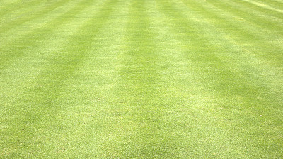 绿草的背景图片下载