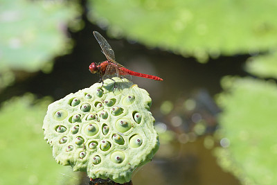 蜻蜓在莲花上图片下载
