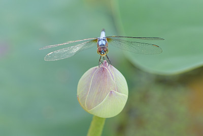蜻蜓在莲花上图片下载