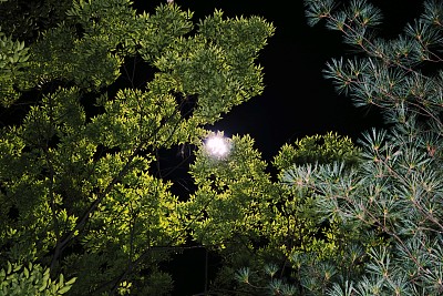 路灯和绿叶图片下载