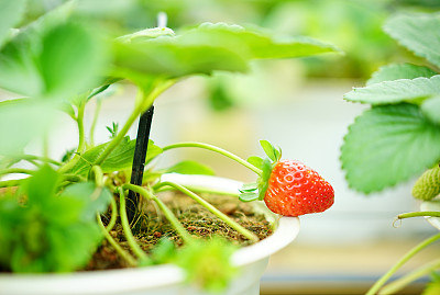 锅上的草莓图片下载