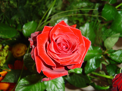 红玫瑰图片下载