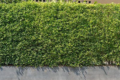 盆栽榕树图片下载