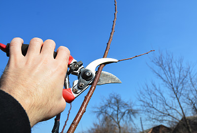 果树修剪与修剪剪刀。图片下载