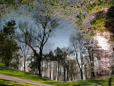 反思水坑图片下载